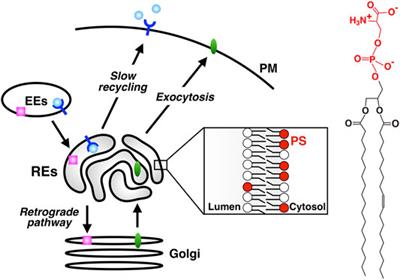 A Role of Phosphatidylserine in the Function of Recycling Endosomes